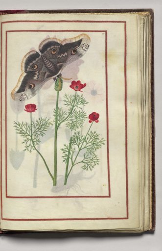 Moth with Poppies?, folio 29 (recto), from Florilegium (A Book of Flower Studies)