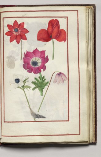 Anemones with a Snail, folio 30 (recto), from Florilegium (A Book of Flower Studies)