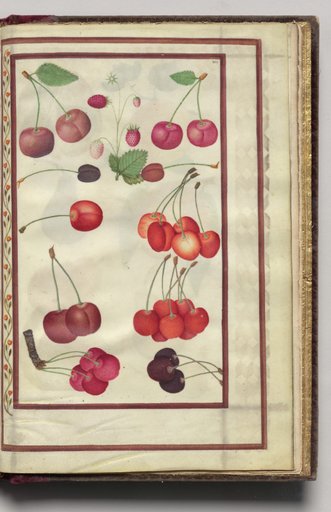 Cherries and Strawberries, folio 47 (recto), from Florilegium (A Book of Flower Studies)