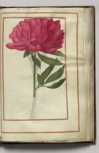 Red Peony, folio 17 (recto), from Florilegium (A Book of Flower Studies)