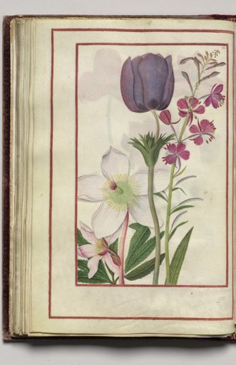 Anemones and Hellebore, folio 30 (verso), from Florilegium (A Book of Flower Studies)