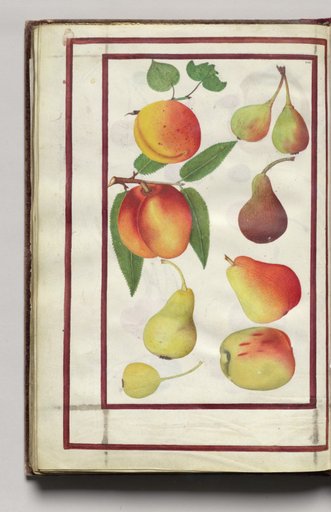 Peaches, Pears, and Figs, folio 47 (verso), from Florilegium (A Book of Flower Studies)