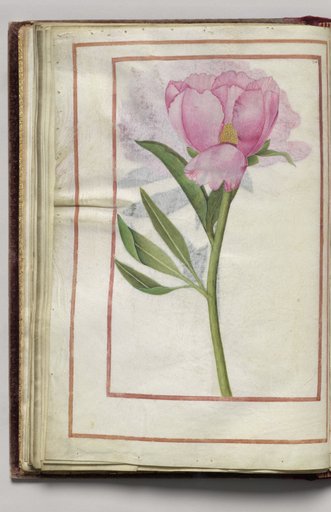 Pink Peony, folio 17 (verso), from Florilegium (A Book of Flower Studies)
