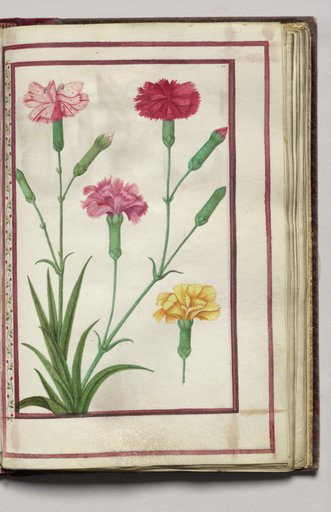 Carnations, folio 31 (recto), from Florilegium (A Book of Flower Studies)