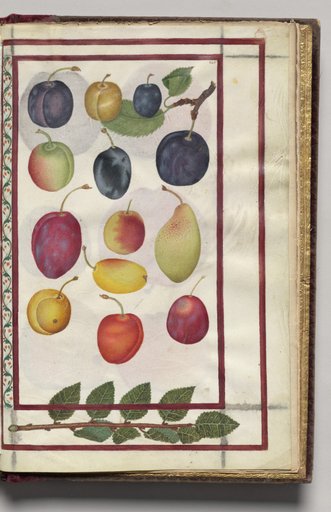 Plums with Branch Border, folio 48 (recto), from Florilegium (A Book of Flower Studies)