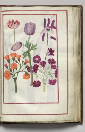 Anemones, folio 18 (recto), from Florilegium (A Book of Flower Studies)