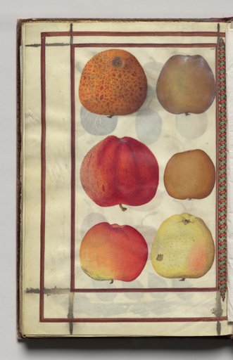 Apples, folio 48 (verso), from Florilegium (A Book of Flower Studies)