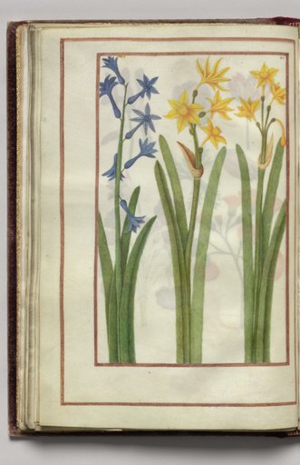 Blue Hyacinth and Yellow Narcissus, folio 18 (verso), from Florilegium (A Book of Flower Studies)