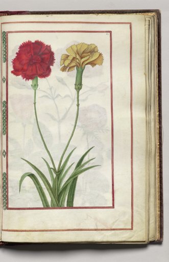 Red and Yellow Carnations, folio 33 (recto), from Florilegium (A Book of Flower Studies)
