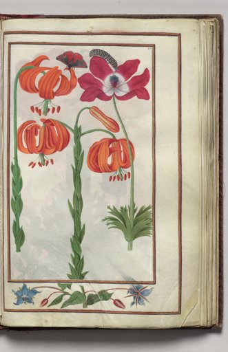 Lily, Anemone, Borage, and Caterpillar, with Floral Border, folio 19 (recto), from Florilegium (A Book of Flower Studies)