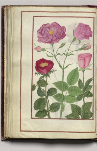 Roses, folio 33 (verso), from Florilegium (A Book of Flower Studies)