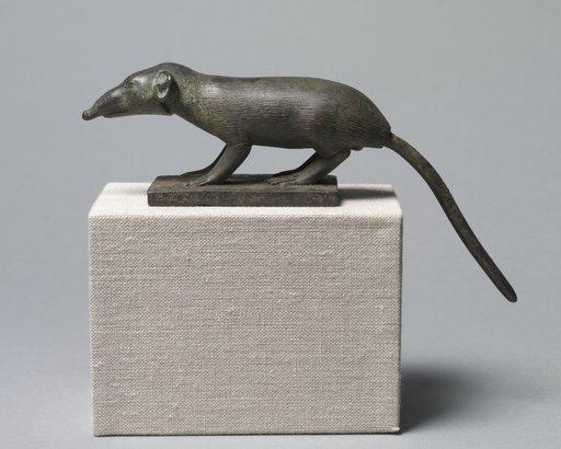 Shrew