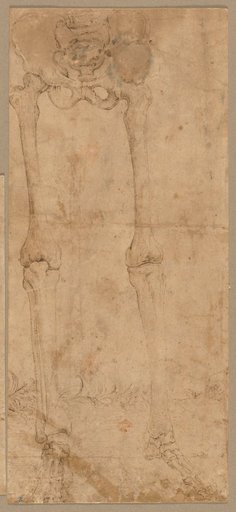 Lower Half of Skeleton from the Front