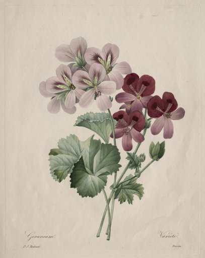 Geranium