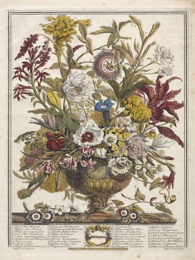 Twelve Months of Flowers: September