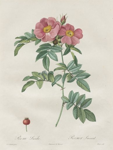 Les Roses: Rosa Lucida