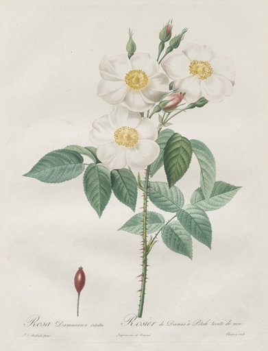 Les Roses: Rosa Damascena, subalba