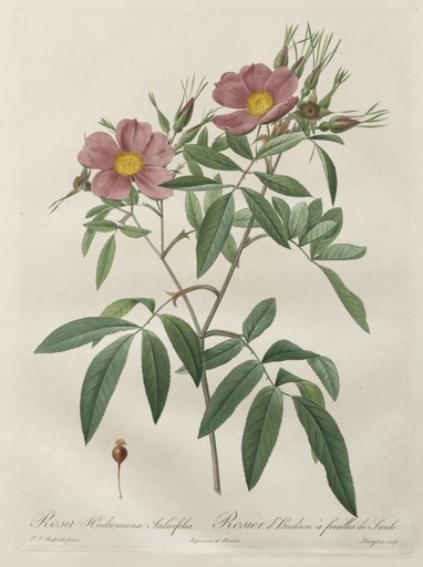 Les Roses: Rosa Hudsoniana Salicifolia