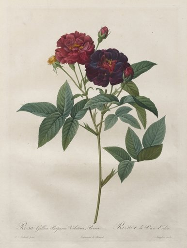 The Roses: Rosa Gallica Purpurea Velutina Parva