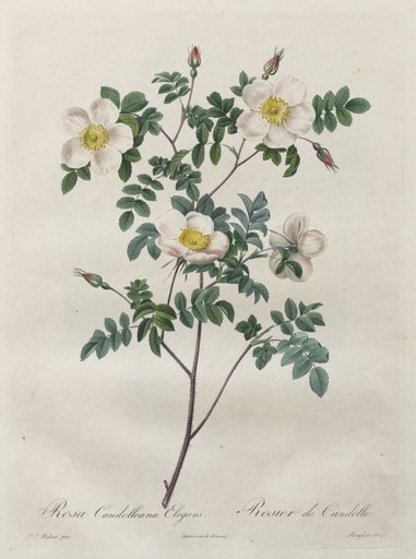 Les Roses: Rosa Candolleana Elegans