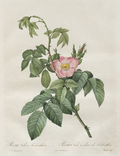 Les Roses: Rosa Villosa Terebenthina