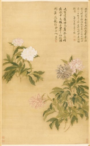 Herbaceous Peony