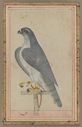 Falcon