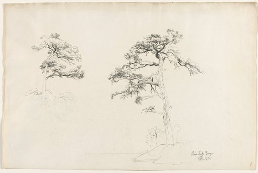 Pine, Lake George