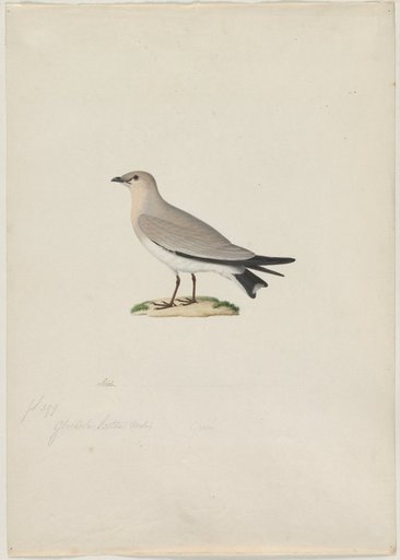 Small Pratincole (Glareola lactea)