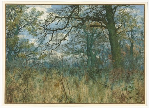 Trees and Undergrowth