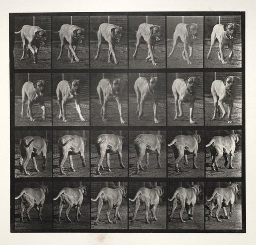 "Dread" Trotting