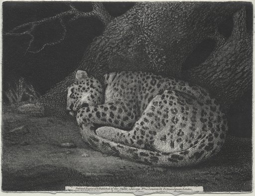 A Sleeping Leopard