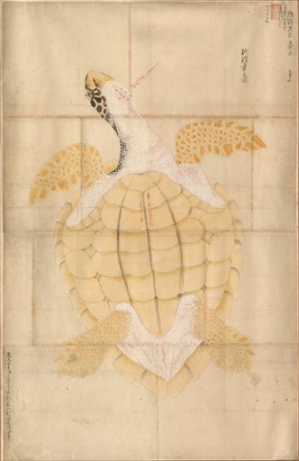 Tortoise