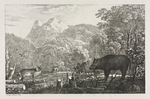 Wild Boar, Wildcat and Lynx