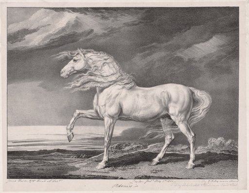 Fourteen Celebrated Horses: Adonis