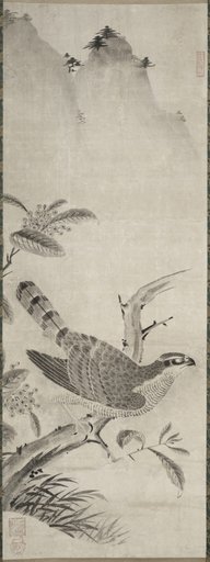 Hawk