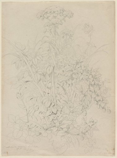 Plant Study