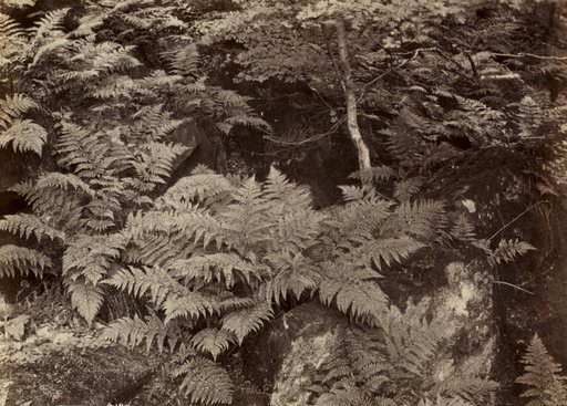 Untitled (Fern Study)