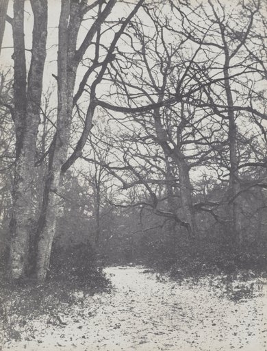 Road in the Forest