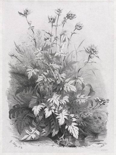 Groups of Various Plants Drawn After Nature: No. 7