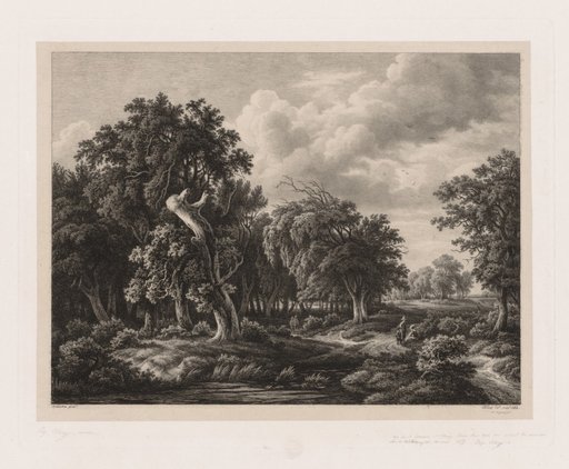 Groups of Various Plants Drawn After Nature: No. 7