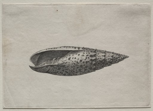 Shells: Mitra papalis L