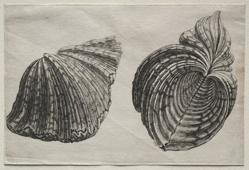 Shells: Hippopus maculatus Lam