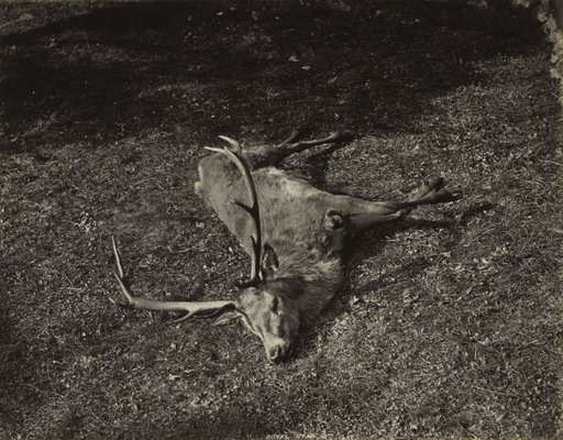 The Royal Stag