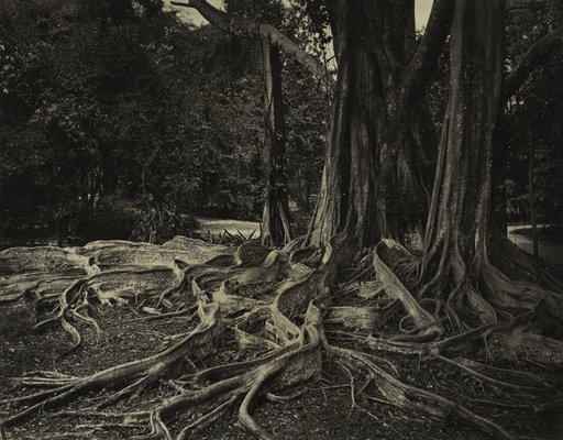 Rubber Tree, Assam, India (Ficus Elastica)