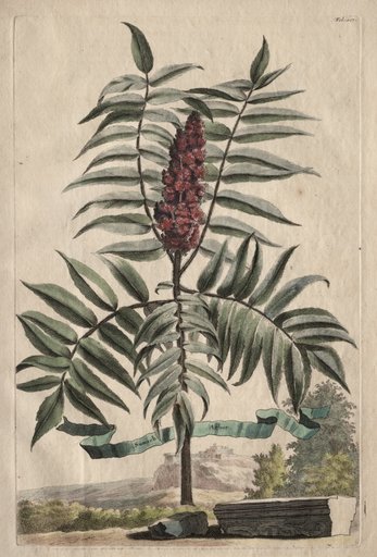 Phytographia Curiosa: Sumach Arbor