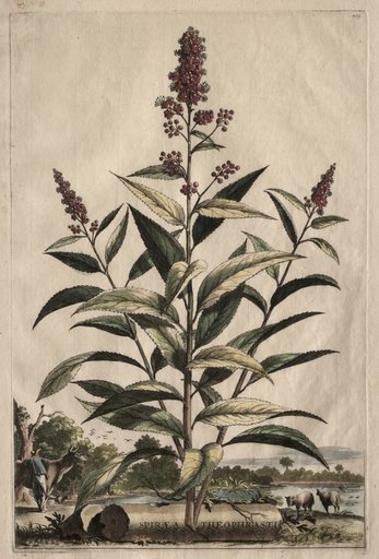 Phytographia Curiosa: Spiraea Theophrasti