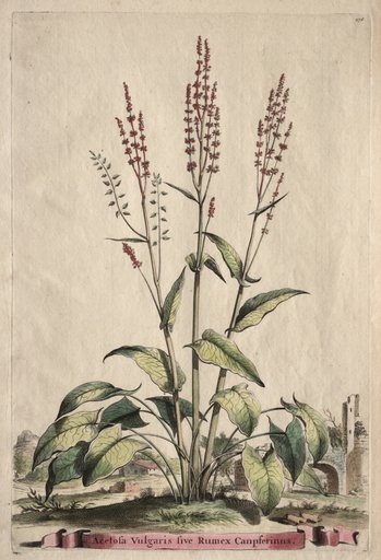 Phytographia Curiosa: Acetosa Vulgaris sive Rumex Canpferinus