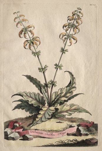 Phytographia Curiosa: Horminum Indicum Majus