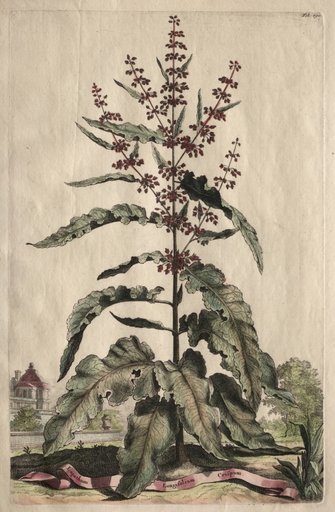 Phytographia Curiosa: Lapathum Longifolium Crispum